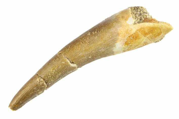 Fossil Plesiosaur (Zarafasaura) Tooth - Morocco #297905